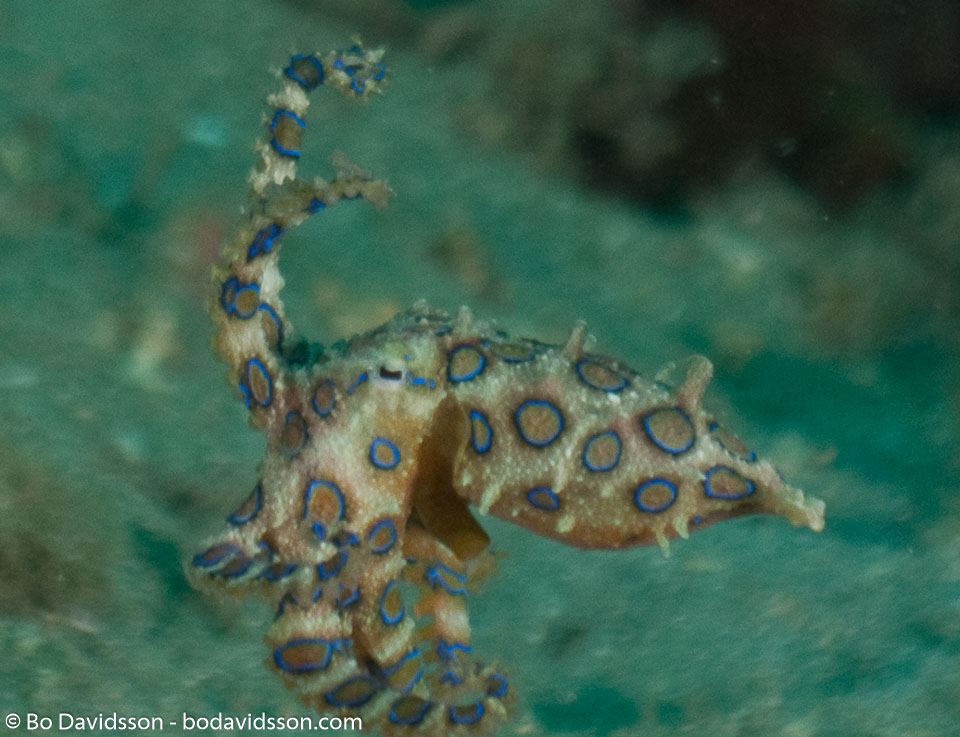 BD-090922-Bunaken-9223595-Hapalochlaena-maculosa-(Hoyle.-1883)-[Lesser-blue-ringed-octopus].jpg